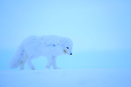 An Arctic Fox hangs out at Sue's Kavik River Camp during the winter season. (BBC Studios Reality Productions, LLC/Jayce Kolinski)