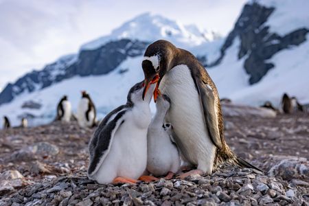 An adult Gentoo penguin standing on its nest feeding its two young chicks.  (credit: National Geographic/Bertie Gregory)