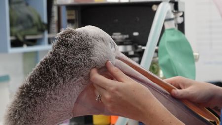 A pelican getting a chin scratch. (EQ Media Group/Jackie Munro)