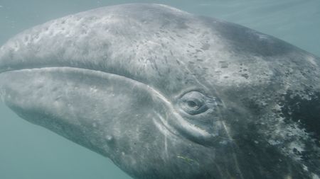 A grey whale approaches underwater. (credit: National Geographic)