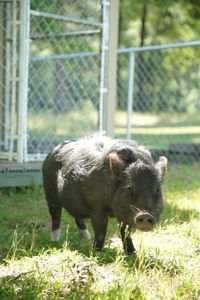 Bella, the pig, is in need of a hoof trim from the Critter Fixer team. (National Geographic for Disney/Nicholas Reaves)