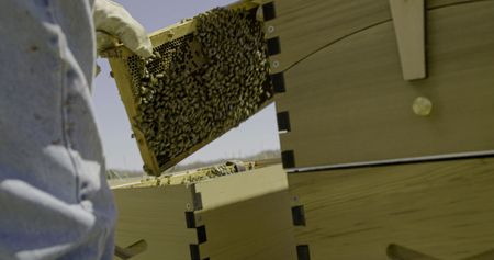 Charles Pol moves a frame filled with bees into the new beehive at the Pol Family Farm. (National Geographic)