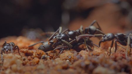 Matabele ants perform first aid on on other ants that have been injured in battle by administering antimicrobial proteins to infected wounds. (National Geographic/Romilly Spiers)