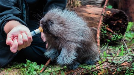 A porcupine feeding by a LSWR volunteer. (Staying Wild Productions Inc.)