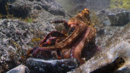 An island octopus eating a crab. (credit: National Geographic/Christian Dimitrius)