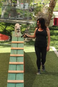 Michelle guiding a dog over a balance beam. (National Geographic)