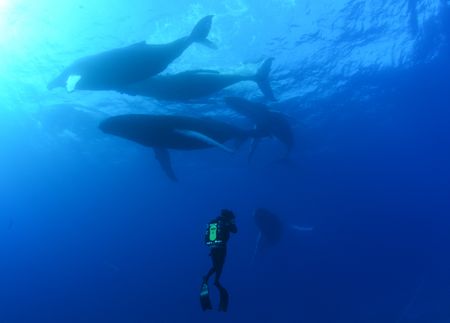Humpback whales swim underwater with a crew diver. (National Geographic/James Loudon)
