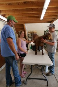Dr. Ben Schroeder looks at the goat on the table, as Aurora and Evan Urwiler hold him still. (National Geographic)