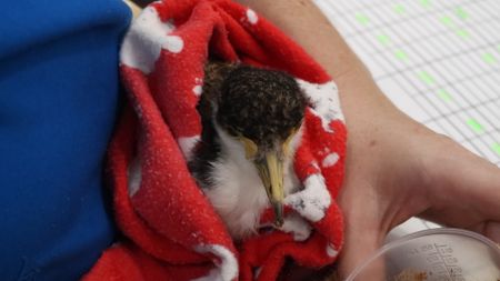 A masked Lapwing in red a towel. (EQ Media Group/Jackie Munro)