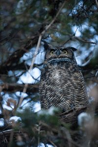 A great horned owl perched on a branch.  (National Geographic/Thomas Winston)