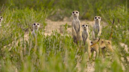 A family group of meerkats respond to a ground predator alarm call by bunching up together and all scanning the horizon for danger.(National Geographic/Adam Clarke)