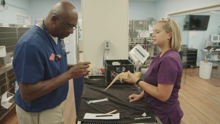 Dr. Ferguson wants to run a culture to get to the bottom of Marcel the bearded dragon's problems. (National Geographic for Disney)