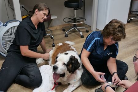 Dr. Erin Schroeder sits with owners Tina Bodlak and Trista McLaughlin as they learn to feed their St. Bernard, Nellie, through her feeding tube. (National Geographic)