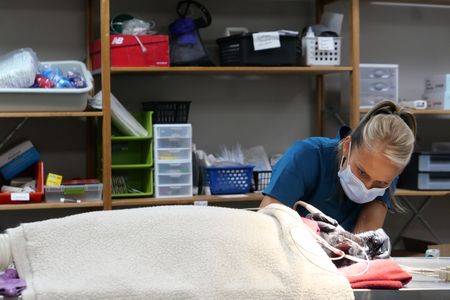 Vet tech Val Sovereign completes a dental exam on Roger the cat. (National Geographic)