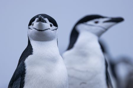 Two chinstrap parents. (credit: National Geographic/Bertie Gregory)