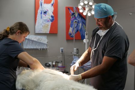 Vet tech Laurel Driver assists Dr. Ben Schroeder during the procedure to re-set Pearl the dog's paw. (National Geographic)