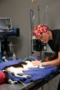 Dr. Erin Schroeder examines Kiyoni the cat. (National Geographic)