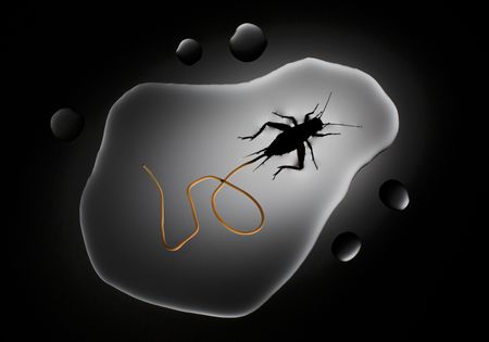 Larvae of the horsehair worm infiltrate the houe cricket when it scavenges dead insects, then grow inside it. When the  worm is ready to emerge, it alters the brain of its host, driving the cricket to abandon the safety of land and take a suicidal leap into the nearest body of water. As the cricket drowns, an adult worm emerges, sometimes a foot in length.  (credit: Anand Varma)