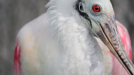 The eyes of the roseate spoonbill turn bright red from pigments called carotenoids in the food they eat. (credit: National Geographic/Jake Hewitt)