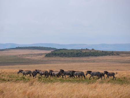 A herd of zebra moves across the plains of Maasai Mara, Kenya. (National Geographic for Disney/David Chancellor)