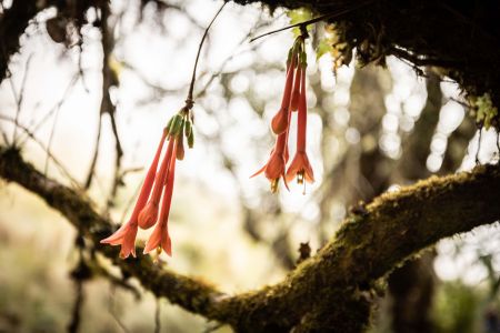 Flowers in an Andean cloud forest in Peru. The cloud forest plays a critical role in the Amazon hydrological cycle. (credit: National Geographic/Pablo Durana)