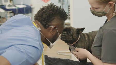 Dr. Hodges goes nose-to-nose with Hannah, the French Bulldog. (National Geographic for Disney)