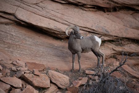 A bighorn ram on a rippling sandstone formation in Zion's pinyon-juniper habitat. (National Geographic/Jake Hewitt)