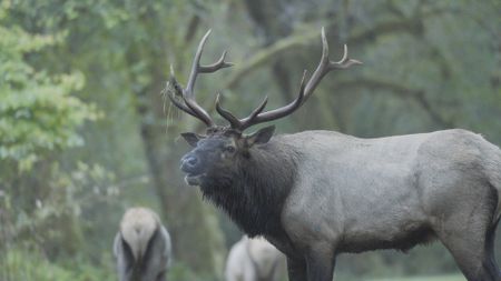 A Roosevelt elk bull calls out to females in a mating display. (credit: National Geographic/Jake Hewitt)