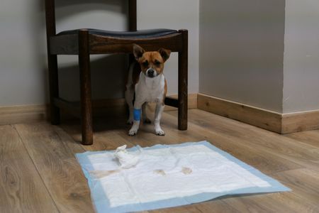 Chico the chihuahua is shy, so he hides under the chair in the exam room. (National Geographic)