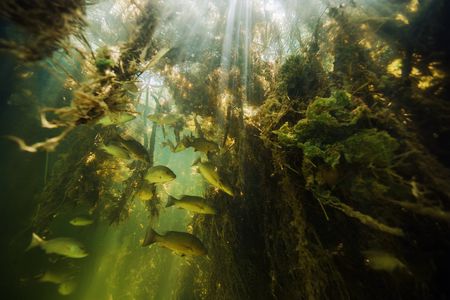 The mangrove tree nursery serves as a crucial sanctuary for small fish, providing them with hiding spots to evade predators and a reliable source of food. (credit: National Geographic/Tom Fitz)