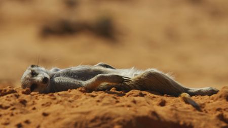 Close up of a Meerkat on  resting on its back. (Getty Images)