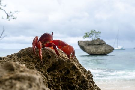 A Christmas Island red crab sits on a rock overlooking the ocean. (National Geographic for Disney/Braydon Moloney)