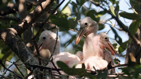 In Florida Bay, three spoonbill chicks wait in the branches of the mangrove trees for their parents to bring them a meal. (credit: National Geographic/Jeff Reed)