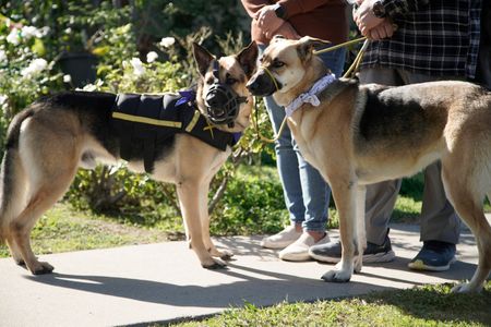 Thunder and Rain on leashes. (National Geographic)