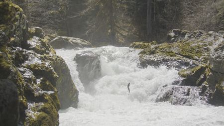 A lone Steelhead trout leaps up the Salmon Cascades on the Sol Duc River. (credit: National Geographic/Erin Ranney)