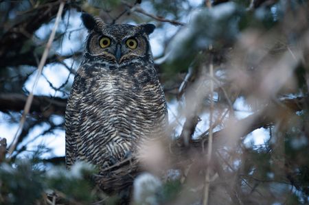 A great horned owl perched on a branch.  (National Geographic/Thomas Winston)