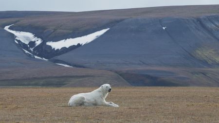 A polar bear lays on the grasslands of Svalbard. (National Geographic)