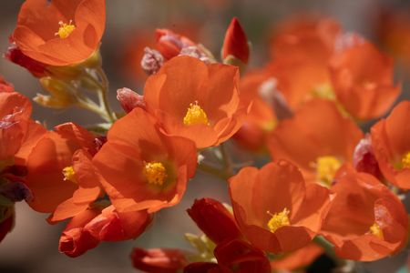 Vibrant orange globemallow flowers blossom in springtime in Zion National Park.  (National Geographic/Jeff Reed)