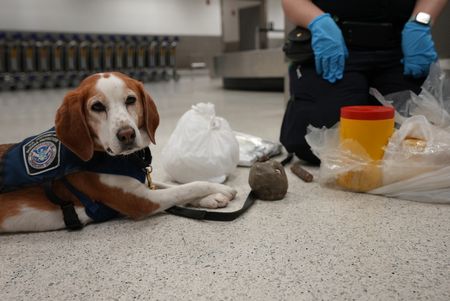 K-9 Snoopee lies down next to multiple religious Santeria articles after finding them in a passenger's luggage. in Miami, Fla. (National Geographic)