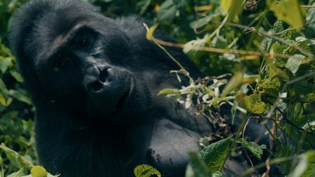 A wild gorilla in the DRC forest. (National Geographic)