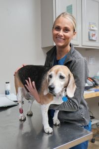 Vet tech Val Sovereign holds Lilly, a ten-year-old beagle, before surgery. (National Geographic)