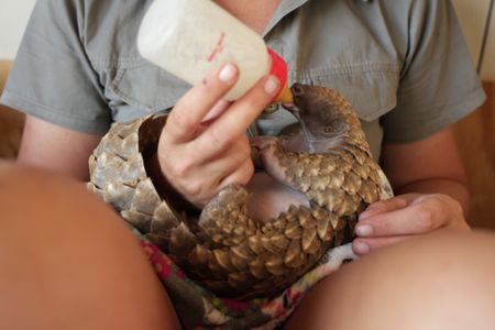 Emma De Jager bottle feeds Archie the baby pangolin. (National Geographic/Cherique Pohl)