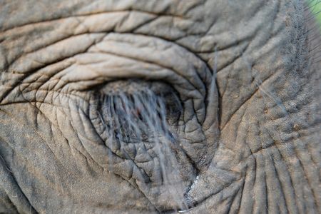 An Asian elephant's eyelashes. (National Geographic for Disney/Jasper Schofield)