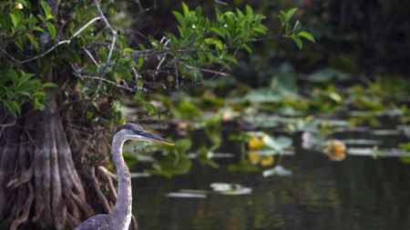 Before the founding of Everglades National Park, during the height of the plume hunting trade, the feathers of a great blue heron were worth three times the price of gold.(credit: National Geographic/Mark Emery)