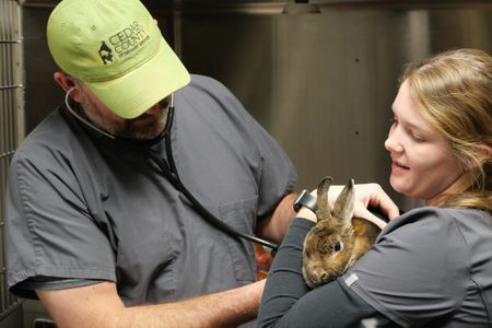 Dr. Ben Schroeder checks Hunny the bunny's heart rate as vet tech Laurel Driver holds her still. (National Geographic)