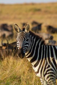 A zebra looks across the plains of the Mara Triangle. (National Geographic for Disney/Charlie Luckock)
