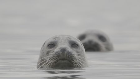 Harbor seals peer out from the water while hunting for salmon running upriver. (credit: National Geographic/Alex Cooke)