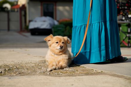 Matisse stands leashed next to Isabella. (National Geographic)