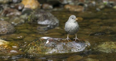 An newly fledged American dipper perches on a rock in the river. (credit: National Geographic/Jesse Wippert)