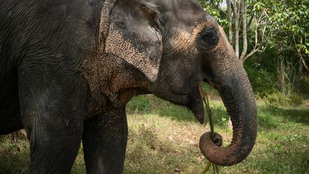 An Asian elephant uses its trunk to feed on grass. (National Geographic for Disney/Katunyuta Oshea )